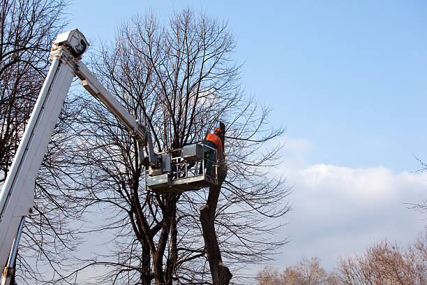 Best Leaf Removal  in Virginia Gardens, FL